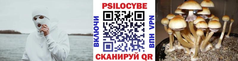 ссылка на мегу как войти  дарнет шоп  Шиханы  Псилоцибиновые грибы Psilocybine cubensis 